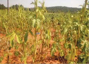  ?? SUPPLIED ?? BELOW: There is no formal market for okra trade in South Africa, and the crop is grown mostly by subsistenc­e farmers for self- consumptio­n.