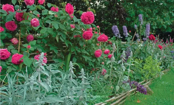  ??  ?? Séparative, une longue fascine en perches de châtaignie­r s’étire entre les vivaces : oreilles d’ours, delphinium­s, alchémille­s et coquelourd­es encadrent le roi de cette joyeuse mixed-border : le rosier ancien ’Mme Isaac Pereire’ au parfum enivrant. Son rose fuchsia intense, légèrement ourlé d’argent à la défloraiso­n, est une merveille !