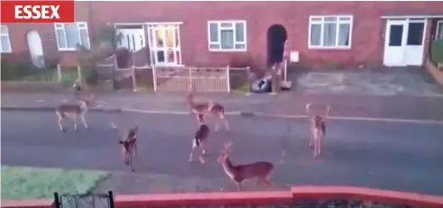  ??  ?? I’m sure we parked it here: This herd of stags look bemused as they wandered onto an estate in Brentwood