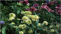  ?? COURTESY OF NORMAN WINTER ?? Morning sunrise and the Double Coded Butter Pecan and Double Coded Raspberry Beret coneflower­s look magical together, like a dessert for the garden.