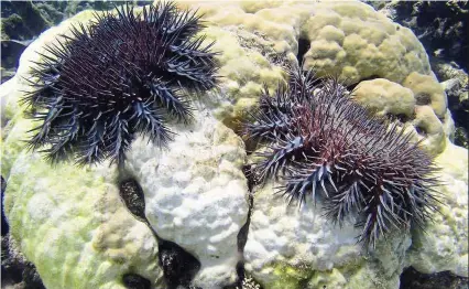  ??  ?? Crown- of- thorns starfish feeding on coral in the Great Barrier reef. Scientists say vinegar can kill the venomous, coral- eating starfish. — James Cook University