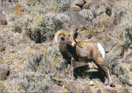  ?? Cindy Brown ?? Bighorn sheep near Slide Trail at the Río Pueblo canyon