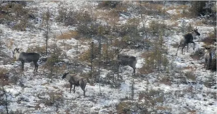  ?? MARCEL PARÉ ?? A woodland caribou herd outside of Val-d’Or is being moved to the Zoo sauvage de St-Felicien next winter after its numbers dwindled.