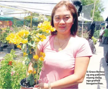  ??  ?? Si Grace Belleza ug ang paborito niyang dalag nga grafted bougainvil­lea.