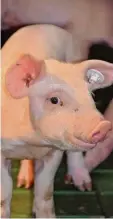  ??  ?? Schweine sind mit dem Menschen nahe verwandt.