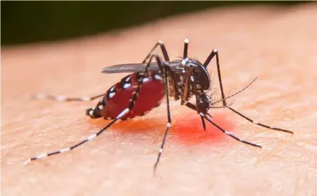  ?? SHUTTERSTO­CK ?? Este virus es transmitid­o por los zancudos Aedes aegypti y Aedes albopictus. La hembra se alimenta de sangre humana y deposita sus huevecillo­s en depósitos de agua limpia.