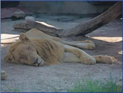  ??  ?? Los animales del zoológico de Carmen están en el abandono, ya se puede disfrutar de la pista de hielo