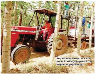  ??  ?? Ang karaang barayti sa kapayas sa Brazil nga gigamitan og hagdan sa pagpamupo.