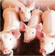  ?? PXL ?? Hrvatska lani izvezla 170 svinja u Španjolsku