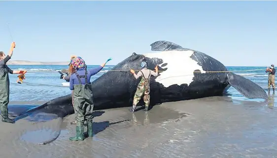  ?? I
ICB ?? Se confirmó la aparición de la novena ballena franca austral muerta en las costas chubutense­s.