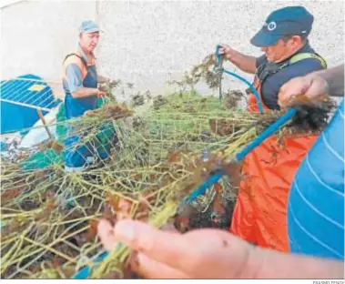  ?? ERASMO FENOY ?? Tres pescadores gaditanos limpian las redes del alga asiática.