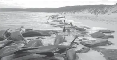  ??  ?? It remains unclear why whales and other marine mammals get died . (Photo: CNN)