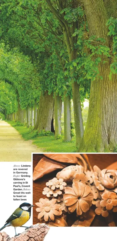  ??  ?? Above: Lindens are revered in Germany. Right: Grinling Gibbons’s carving in St Paul’s, Covent Garden. Below: Great tits wait to feast on fallen bees