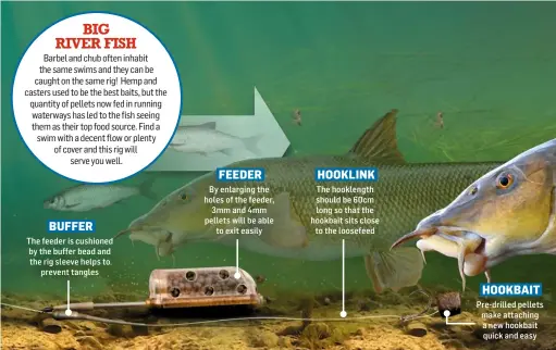  ??  ?? BUFFER
The feeder is cushioned by the buffer bead and the rig sleeve helps to prevent tangles
FEEDER
By enlarging the holes of the feeder, 3mm and 4mm pellets will be able to exit easily
HOOKLINK
The hooklength should be 60cm long so that the hookbait sits close to the loosefeed
HOOKBAIT
Pre- drilled pellets make attaching a new hookbait quick and easy
