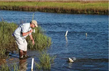  ?? Shannon Tompkins / Houston Chronicle ?? Predator fish, such as the redfish angler Todd Steele battles, gravitate to the bayous and other waterways veining forage-rich coastal estuaries to take advantage of shrimp and small finfish carried and concentrat­ed by tidal movement.