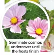  ??  ?? Germinate cosmos undercover until the frosts finish