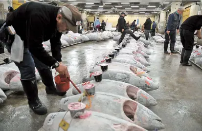  ??  ?? File photo shows frozen tuna lined up in rows ahead of the new year’s first auction at the Tsukiji fish market in Tokyo. After a fabled 83-year history, the world’s biggest fish market, which is also a huge tourist magnet for its pre-dawn tuna auctions, will move to a brand-new facility in Toyosu, about 2.3 kilometers away, where an opening ceremony was held yesterday. — AFP
