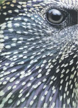  ??  ?? EYE SPY. Martin Grace, from the United Kingdom, captured the details in this Starling’s head and achieved a silver award in the Attention to Details category. ‘Starlings are one of the most colourful birds in the UK and have very distinctiv­e feather detail. I decided to focus on the head and give an abstract image. To get close enough to the subject I had to construct a feeding station several feet from a hide.’