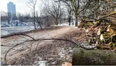  ?? Foto: Silvio Wyszengrad ?? Die Baumstämme liegen abseits, an der freigeräum­ten Stelle soll künftig das Lokal am Flößerpark in Lechhausen stehen.