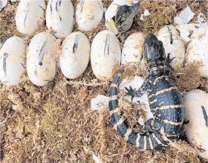  ?? DEWAYNE BEVIL/ORLANDO SENTINEL ?? The first hatchling of a nest greets a fellow American alligator still mostly in its shell at Gatorland. After adult alligators lay their eggs, they are collected around the park and placed in incubators to ensure their safety.