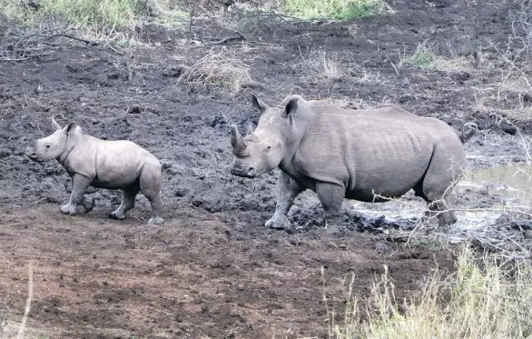  ?? PHOTOS: AMIEE WHITE BEAZLEY/FOR THE WASHINGTON POST ?? Visitors and staff at Thanda Safari Private Game Reserve had the chance to see a southern white rhino and her calf up close.