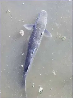  ??  ?? Mullet are commonly-seen fish in harbours, estuaries and tidal rivers.