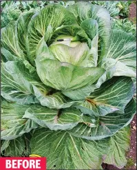  ??  ?? Pride and joy: The giant vegetable at the hotel