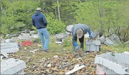  ?? SALtWIRe NetWORk ?? People pick over thousands of pounds of live lobster after a tractor-trailer spilled its entire load on Highway 103 last Friday. The owner of the plant the lobster were headed for says that’s not acceptable.