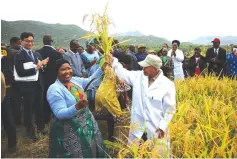  ?? ?? First Lady Dr Auxillia Mnangagwa and Japanese agricultur­al specialist Dr Tatsushi Tsuboi show Nerica 7 rice during harvesting