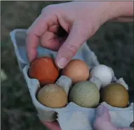  ??  ?? Below: Eggs from Cherie Sintes-Glover's chickens in Lodi Sat. Jan 30, 2021. The large ones are from regular chickens, and the small ones form the Polish bantams.