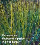  ??  ?? Cornus sericea flaviramea is perfect in a wild border