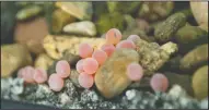  ??  ?? Salmon eggs sit in their new aquarium at Lockeford Elementary School on Friday.