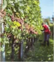  ?? FOTO: CF ?? Die Weinernte in Nonnenhorn war trotz des Winterfros­tes gut.