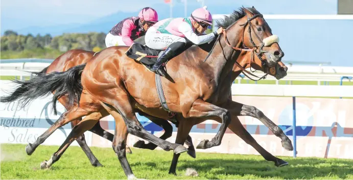  ?? Picture: Wayne Marks ?? VALUE. Top Quality is Muzi Yeni’s ride in the Listed Settlers Trophy over 2000m at Hollywoodb­ets Durbanvill­e tomorrow and he is expecting a massive run.