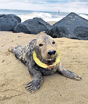 Image result for rspca plastic