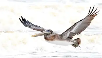  ??  ?? Brown pelicans used to be an endangered species. Now there are more than 2,500 pairs in the Chesapeake Bay area.