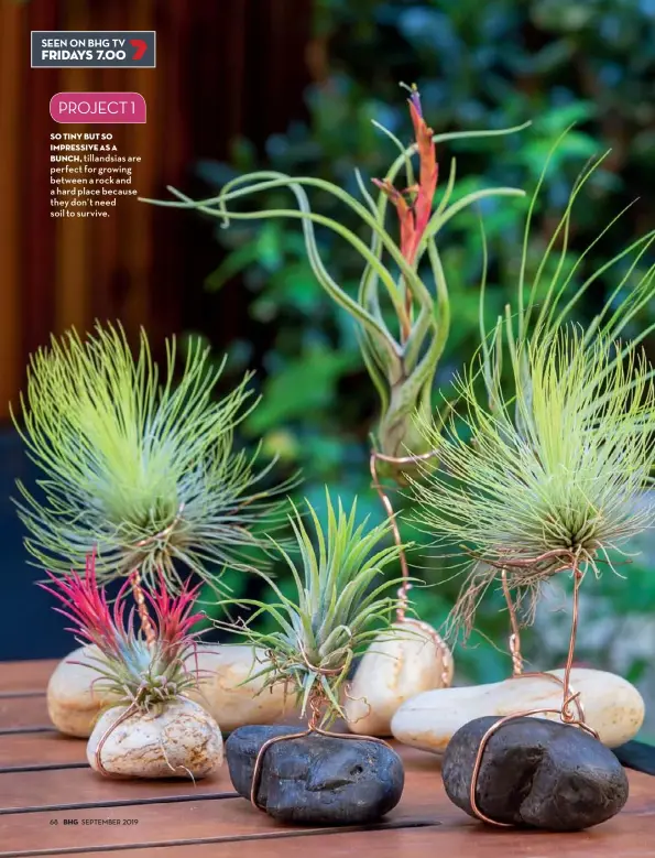  ??  ?? so tiny but so impressive as a
bunch, tillandsia­s are perfect for growing between a rock and a hard place because they don’t need soil to survive.