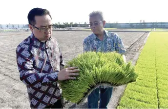  ?? — Bernama photo ?? Chang (left) takes a closer look at NMR 152 rice seedlings during his visit to the research project site in Kampung Sungai Leman.