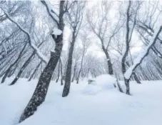  ??  ?? Izzy Lynch skis through deep powder in the trees at Cortina Resort in Hakuba Japan. Robin O'Neill, Special to The Washington Post