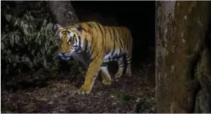  ?? / EMMANUEL RONDEAU / WWF-US ?? Un tigre en el Parque Nacional de Bardia, Nepal.