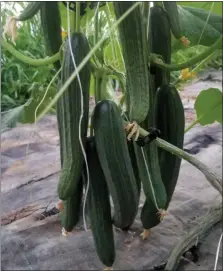  ?? PHOTO COURTESY OF KIMBERTON CSA ?? Tyria cucumbers grow at Kimberton CSA.