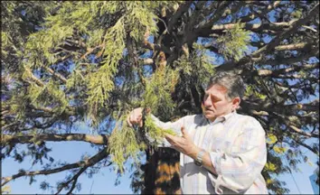  ?? Keith Ridler The Associated Press ?? David Cox of Environmen­tal Design examines new growth on a sequoia Wednesday four months after his company moved the 10-story-tall, 800,000-pound tree two blocks to make way for a hospital expansion at St. Luke’s Health System in Boise, Idaho.