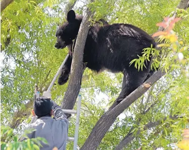  ?? DEAN HANSON/JOURNAL ?? Game warden John Martsh of New Mexico Game and Fish attempts to dislodge a tranquiliz­ed black bear that wandered from the Sandias and ended up in a tree in Albuquerqu­e’s Northeast Heights in July 2013. A new study shows that the number of bears in the...