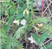  ??  ?? White sweet peas are one of several varieties of sweet peas that can be found.