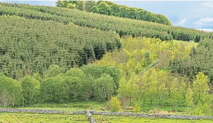  ?? Picture: Shuttersto­ck. ?? A £1 million cash pot is being offered to encourage interest in forestry.