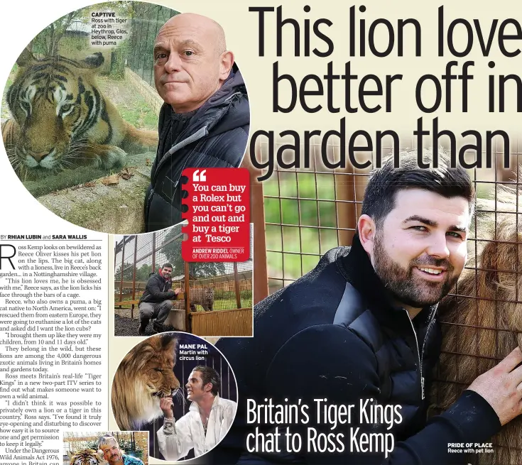  ??  ?? CAPTIVE
Ross with tiger at zoo in Heythrop, Glos, below, Reece with puma
MANE PAL Martin with circus lion
PRIDE OF PLACE Reece with pet lion