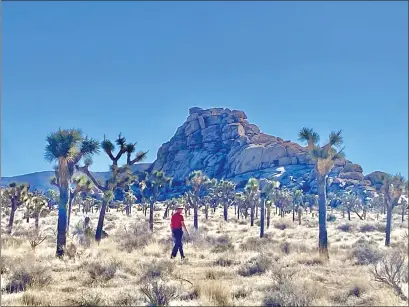  ?? PHOTOS BY DAVID MULLALLY — HERALD CORRESPOND­ENT ?? Walking among the native yucca trees in Joshua Tree National Park.