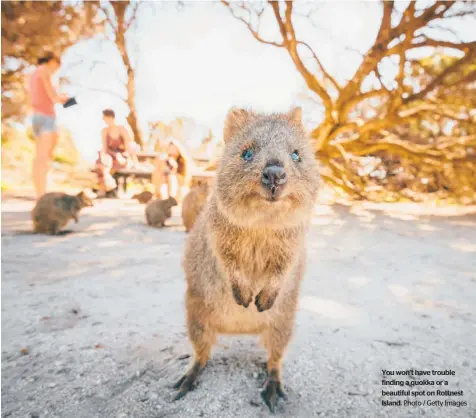  ?? Photo / Getty Images ?? You won’t have trouble finding a quokka or a beautiful spot on Rottnest Island.