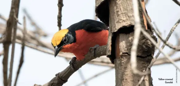  ??  ?? Yellow-crowned Gonolek