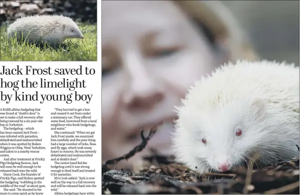  ?? PICTURE: DANNY LAWSON/PA WIRE ?? JACK’S BACK: Diane Cook, who runs Prickly Pigs Hedgehog Rescue, with Jack Frost, an ultra rare albino Hedgehog that has been rescued by Prickly Pigs Hedgehog Rescue in Otley, West Yorkshire.